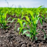 Proljećna sjetva: U Republici Srpskoj ove godine najviše će biti zasijano kukuruza