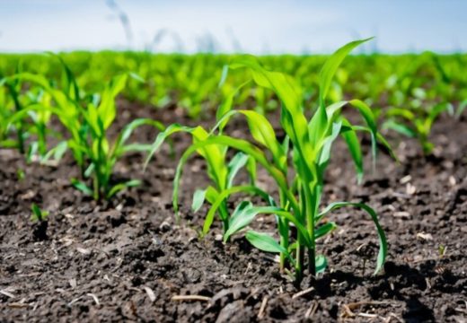 Proljećna sjetva: U Republici Srpskoj ove godine najviše će biti zasijano kukuruza