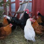 Agencija za bezbjednost hrane BiH upozorila: Epidemija ptičijeg gripa može imati razorne posljedice