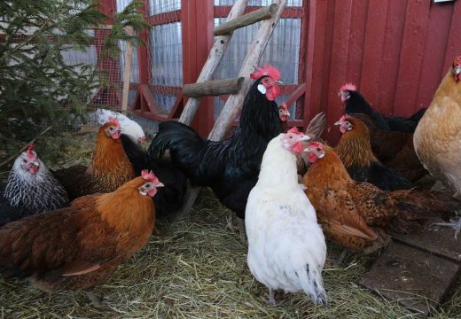 Agencija za bezbjednost hrane BiH upozorila: Epidemija ptičijeg gripa može imati razorne posljedice