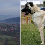 Krvava drama u BiH: Pas kangal napao i teško povrijedio čovjeka