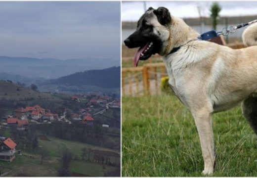 Krvava drama u BiH: Pas kangal napao i teško povrijedio čovjeka