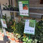 Pojačane aktivnosti u baštama: Bijeljinci sade luk, salatu i kupuju egzotične sadnice