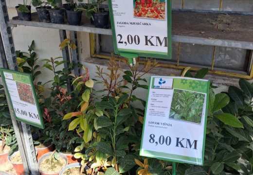 Pojačane aktivnosti u baštama: Bijeljinci sade luk, salatu i kupuju egzotične sadnice