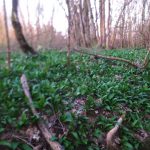 Sremuš, dar od Boga: Vrijeme je za branje sremuša