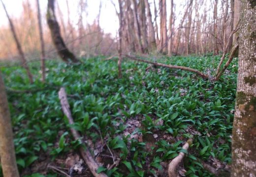 Sremuš, dar od Boga: Vrijeme je za branje sremuša