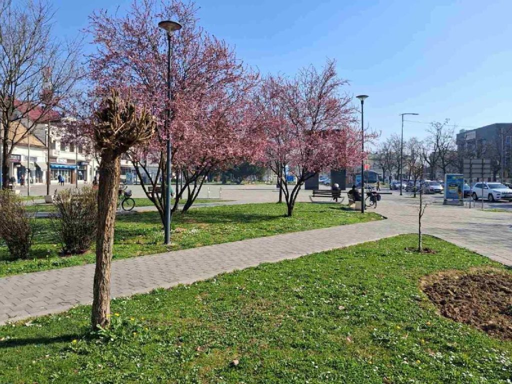 Procvjetale japanske trešnje: Znaci proljeća u Bijeljini (Foto)