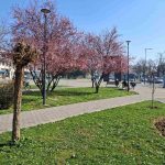 Procvjetale japanske trešnje: Znaci proljeća u Bijeljini (Foto)