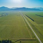 Vinogradi: Plantaže veće od glavnog grada jedne države