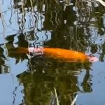 Zlatna ribica u delti Neretve: Može da poremeti ravnotežu rijeke (Video)