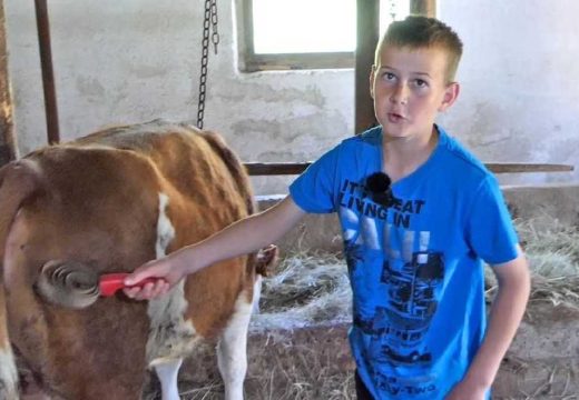 BiH: “Drugovi dođu pred moju štalu i kažu nećemo unutra, smrdi” (Video)