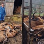 Potvrđena bruceloza: Uništeno stado koza, vlasnik u bolnici (Video)