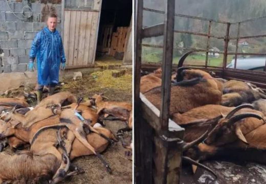 Potvrđena bruceloza: Uništeno stado koza, vlasnik u bolnici (Video)