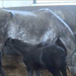 Stigla nova krv iz Slovenije: Ergela “Vučijak” dobija veliku šansu