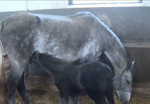 Stigla nova krv iz Slovenije: Ergela “Vučijak” dobija veliku šansu