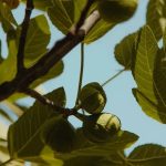 List ove biljke pomaže kod šećera: Dovoljna je samo jedna šoljica