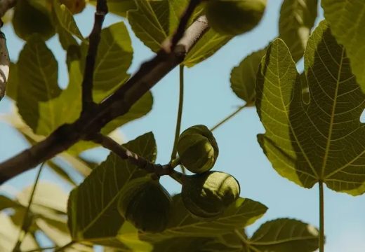 List ove biljke pomaže kod šećera: Dovoljna je samo jedna šoljica