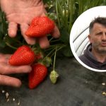 Iz Janje stigle prve jagode: Sofić sa 30.000 sadnica dočekao sezonu spremno