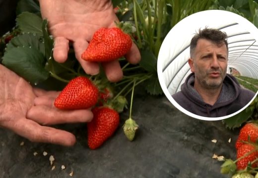 Iz Janje stigle prve jagode: Sofić sa 30.000 sadnica dočekao sezonu spremno