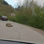 I ovo se desilo: Na putu Foča – Šćepan Polje se oprasila krmača (Foto)