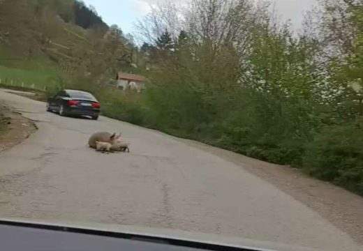 I ovo se desilo: Na putu Foča – Šćepan Polje se oprasila krmača (Foto)