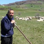 “Samo ljubav i rad” Senad Ramulj je najveći pastir u BiH, sam čuva 1.000 ovaca (Video)