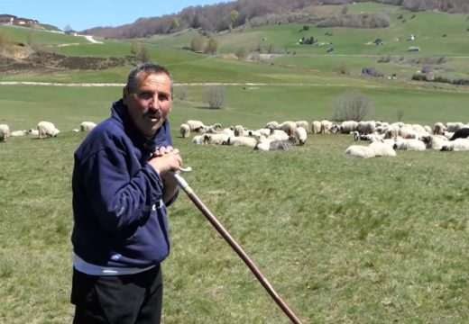 “Samo ljubav i rad” Senad Ramulj je najveći pastir u BiH, sam čuva 1.000 ovaca (Video)