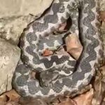 Upozorenje za građane: Povećan broj zmija u ovom dijelu BiH (Video)