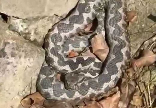 Upozorenje za građane: Povećan broj zmija u ovom dijelu BiH (Video)