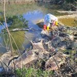 Poljoprivrednici o leševima svinja u Bijeljini: “Ovo nije normalna situacija, životinje su uginule od nečega”