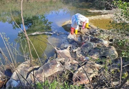 Poljoprivrednici o leševima svinja u Bijeljini: “Ovo nije normalna situacija, životinje su uginule od nečega”
