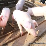 U susret 1. maju i Đurđevdanu: Prasići opet poskupili, pogledajte koliko koštaju jagnjad