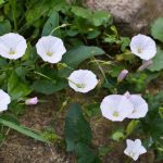 Najgori korov u bašti nije trava: Poponac se širi ispod zemlje, a evo kako da ga konačno suzbijete