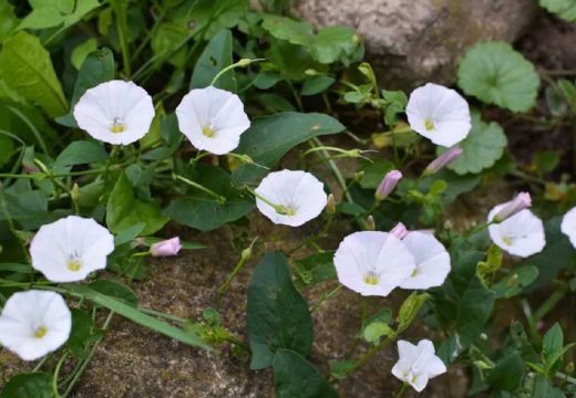 Najgori korov u bašti nije trava: Poponac se širi ispod zemlje, a evo kako da ga konačno suzbijete