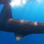 Nevjerovatan prizor: U Jadranu snimljena ajkula od sedam metara (Video)