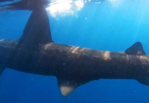 Nevjerovatan prizor: U Jadranu snimljena ajkula od sedam metara (Video)