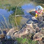 Stigli nalazi iz Instituta: Uginule svinje bačene uz Drinu u Bijeljini nisu pozitivne na afričku kugu