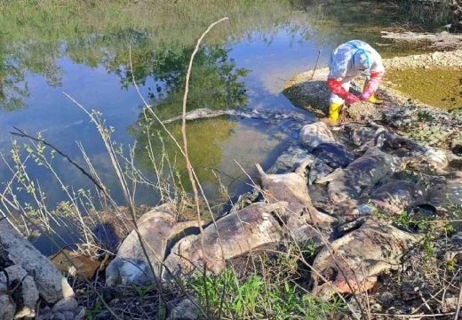 Stigli nalazi iz Instituta: Uginule svinje bačene uz Drinu u Bijeljini nisu pozitivne na afričku kugu
