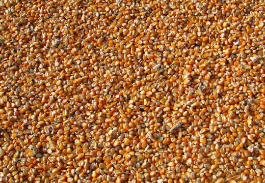 Inspekcija otkrila nepravilnosti: Sjeme kukuruza vraćeno sa granice BiH