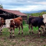 “Sve što dadnu i potroše“: Mladi farmer iz Laktaša prodaje krave