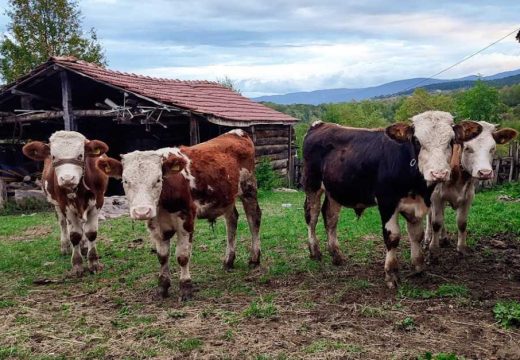 “Sve što dadnu i potroše“: Mladi farmer iz Laktaša prodaje krave