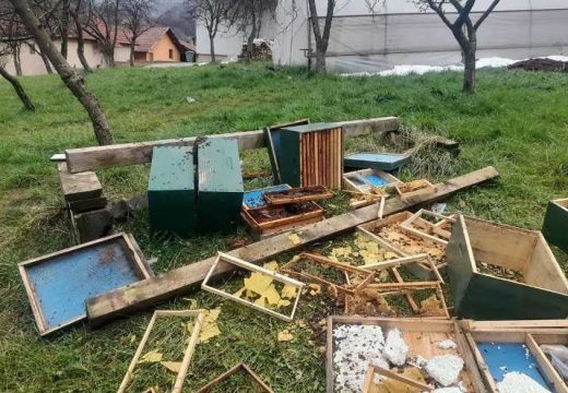 Medvjed napravio haos u BiH: Uništen pčelinjak i košnice (Foto/Video)