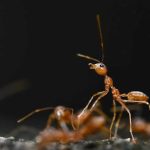 Insekti “ugasili” semafore: Mravi izazvali sudare u Njemačkoj