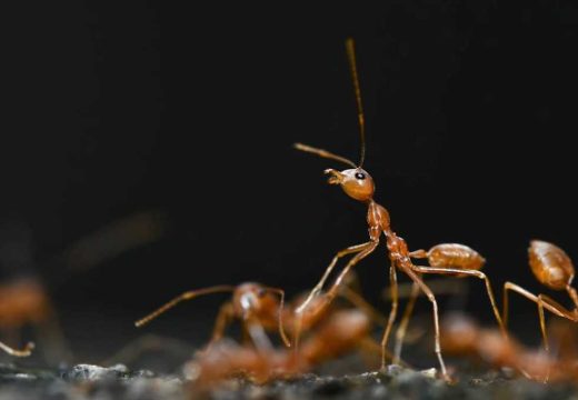 Insekti “ugasili” semafore: Mravi izazvali sudare u Njemačkoj