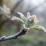 RHMZ: Upozorenje na pojavu mraza