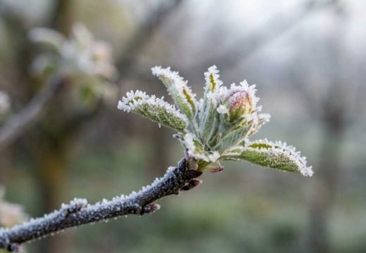 RHMZ: Upozorenje na pojavu mraza