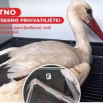 Neobičan pacijent u Bijeljini – Roda sa povredom krila: “Naš pernati pacijent uspješno zbrinut”
