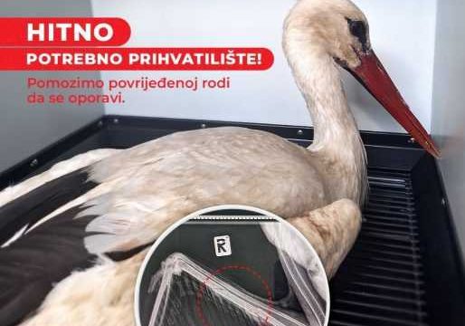 Neobičan pacijent u Bijeljini – Roda sa povredom krila: “Naš pernati pacijent uspješno zbrinut”