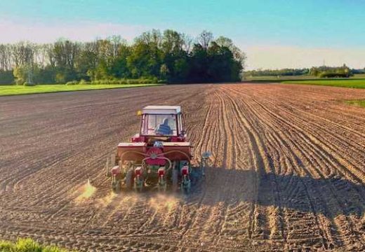 Sjetva kukuruza u Semberiji: Kukuruz i ove godine dominantna kultura