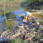 Ministarstvo upozorava: Odbacivanje leševa svinja može ugroziti čitav sektor, inspektori na terenu